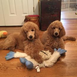 Poodles from Tennessee Valley Poodles