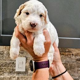 Rolly - White male Bernedoodle puppy in Forest, Ohio from Mini Doodle Buddies