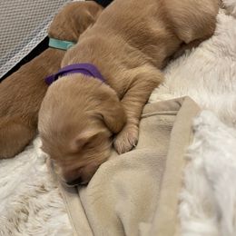 Golden Retriever Puppies from Tradershire Goldens