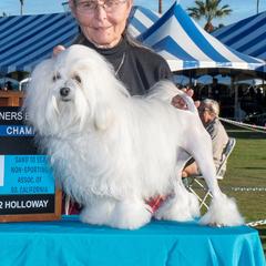 Lowchen All Grown Up from Guylyne