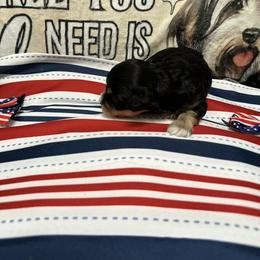 Queen Victoria of A Royal Havanese Court Tori - Black and tan female Havanese puppy in North Richland Hills, Texas from A Royal Havanese Court