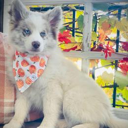Goose - Merle male Pomsky puppy in Greenville, South Carolina from Thicketty Mountain Pomskies