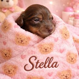 Stella - Chocolate and tan female Dachshund puppy in Los Angeles, California from One Love Doxies