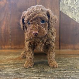 Rusty - Red  male Poodle puppy in Utica, Ohio from Poodle Me Crazy