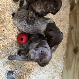German Shorthaired Pointer Puppies from Harris Enterprise & Kennels LLC