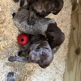 German Shorthaired Pointer Puppies from Harris Enterprise & Kennels LLC