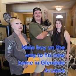 Blue - Fawn male Mastiff puppy in Las Vegas, Nevada from Mikayel Nikogosyan