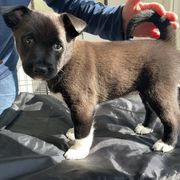 Canaan Dogs from Little Relics