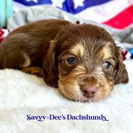 Bark(2400) - Chocolate and cream male Dachshund puppy in Augusta, Arkansas from Savvy-Dee's Dachshunds