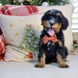 Lassie - Tri-color male Bernedoodle puppy in Murray, Utah from Sun Valley Doodles
