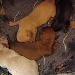 Meg (Red) - Red female Dachshund puppy in Frankfort, Kentucky from Gigi's Dachshunds