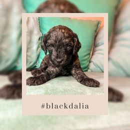 Goldendoodle Puppies from The Dood Effect