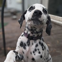 Juniper - White and black Dalmatian puppy in Jacksonville, Florida from Sunrise Dalmatians 🌄