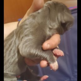 Great Dane Puppies from Titans Legacy Danes