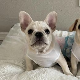 French Bulldogs from Blessed and Boujee Frenchies