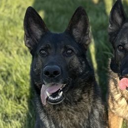 Chica - German Shepherd