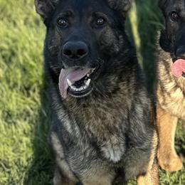 Chica - German Shepherd