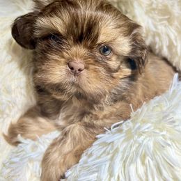 Gold Liver Male - Liver male Shih Tzu puppy in Mendenhall, Mississippi from Hollingsworth Shih Tzus