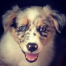 Australian Shepherd Puppies from Peacock’s Pride Australian Shepherds