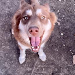 Siberian Husky Puppies from Arctic Circle Kennels