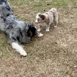 Australian Shepherd, Miniature Australian Shepherd, and Toy Australian Shepherd Puppies from Hunt Farms Mini Aussies