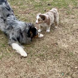 Australian Shepherd, Miniature Australian Shepherd, and Toy Australian Shepherd Puppies from Hunt Farms Mini Aussies