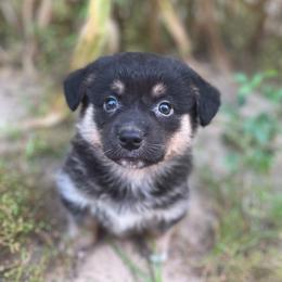 Zion - Black and tan male American Corgi puppy in Hope, Arkansas from Foxy Knoll Farm