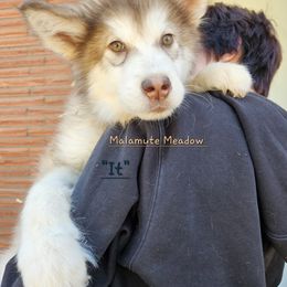 It - Alaskan Malamute puppy in Washington from Malamute Meadow