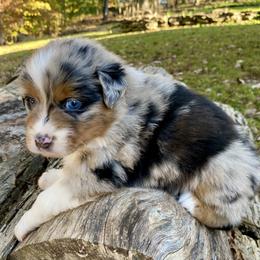 Australian Shepherd Puppies from Scooters Aussies