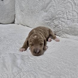 Marietta - Red  female Goldendoodle puppy in Floyd, Virginia from Hearts and Paws Poodles and Doodles