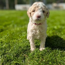 Red - Parti Goldendoodle puppy in Midland, North Carolina from Alger Farm, LLC