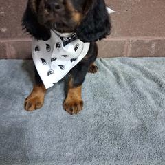 Boy 3 - Black and tan male English Cocker Spaniel puppy in Potosi, Wisconsin from Point and Flush Gun Dogs