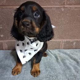 Boy 3 - Black and tan male English Cocker Spaniel puppy in Potosi, Wisconsin from Point and Flush Gun Dogs