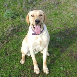 Roxy - Labrador Retriever