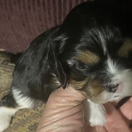 Cavalier King Charles Spaniels from Summer Cavaliers