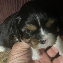 Cavalier King Charles Spaniels from Summer Cavaliers