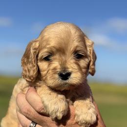 Blossom - Red and white female Cockapoo puppy in Ville Platte, Louisiana from The Barkery