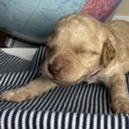 Goldendoodle Puppies from Kingwood Goldendoodles