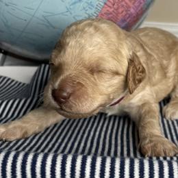Goldendoodle Puppies from Kingwood Goldendoodles