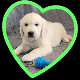 Lt green boy - Light golden Golden Retriever puppy in Albuquerque, New Mexico from Teeter's Desert  Goddess Goldens
