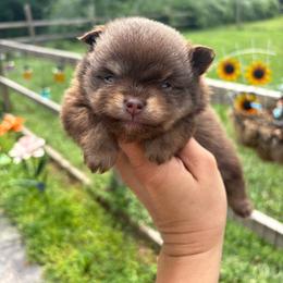 Carmella (Chocolate and Tan Female) - Chocolate and tan female Pomeranian puppy in Buck Valley, Pennsylvania from Buck Valley Pomeranians