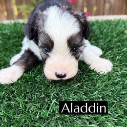 Aladdin - Black and white male Aussiedoodle puppy in Bakersfield, California from Annie's Aussies