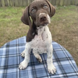 German Shorthaired Pointer and Jack Russell Terrier Puppies from Ivy Creek Kennels