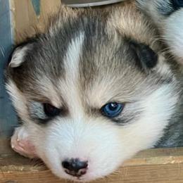 Payette - Silver and white female Pomsky puppy in Rathdrum, Idaho from Smart Pomskies and Frenchies