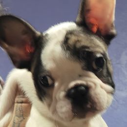 Peanut - Fawn brindle and white male French Bulldog puppy in Salem, Oregon from Chinnychinchinofsalem