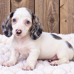 Theodore - Piebald male Dachshund puppy in Industry, Illinois from KDKs Kennels