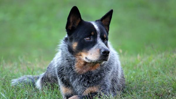 Find Australian Cattle Dog puppies for sale near Woodland Hills, CA