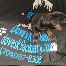 Girl 3 - Black and rust female Doberman Pinscher puppy in Concord, North Carolina from Dove's K9 Academy