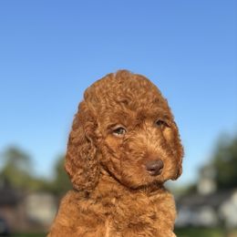 Dark Purple - Red  female Goldendoodle puppy in Spring, Texas from The Doodle Den