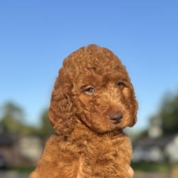 Dark Purple - Red  female Goldendoodle puppy in Spring, Texas from The Doodle Den